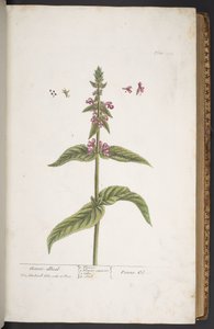 Tallerken 273, fra 