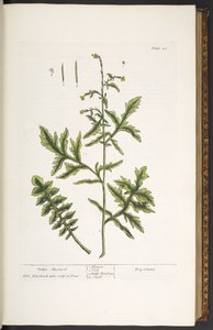 Tallerken 28, Hedge Mustard, fra 