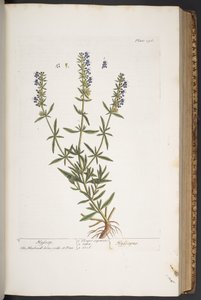 Tallerken 296, fra 