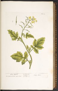 Tallerken 29, hvid sennep, fra 