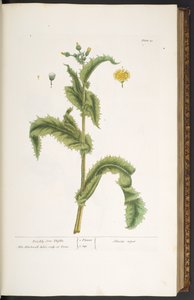 Tallerken 30, Prickly Son Thistle, fra 