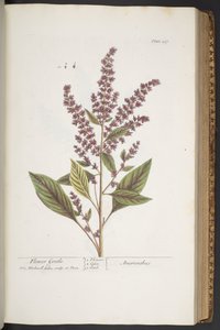 Tallerken 317, Flower Gentle, eller Amaranthus, fra 