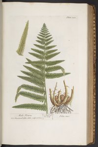 Tallerken 323, fra 