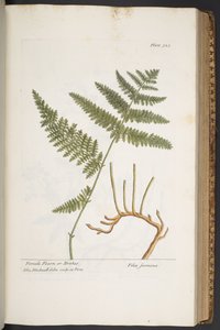Tallerken 325, fra 