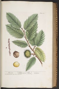 Tallerken 330, fra 