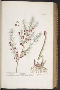 Tallerken 332, Sparagus, fra 