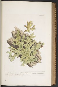 Tallerken 335, fra 