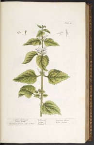 Tallerken 33, White Archangel Dead Nettle, fra 