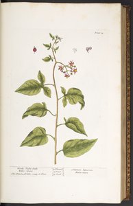 Tallerken 34, Woody Night-Shade, Bitter Sweet, fra 