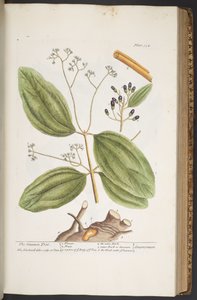 Tallerken 354, fra 