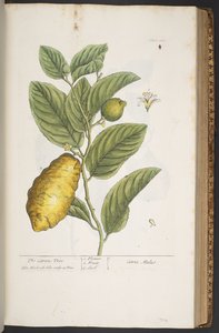 Tallerken 361, fra 