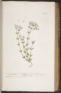 Tallerken 368, fra 