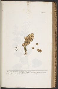 Tallerken 371, fra 