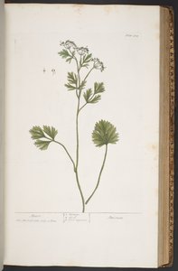 Tallerken 374, fra 
