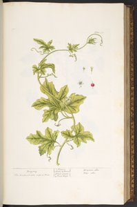 Tallerken 37, Bryony, fra 