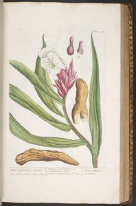 Tallerken 394, fra 