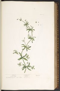 Tallerken 39, Clivers, Goose Grass, fra 