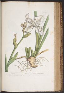 Tallerken 414, fra 