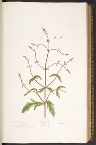 Tallerken 41, Vervain, fra 