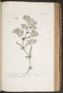 Tallerken 435, Ladies Bedstraw, fra 