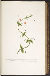 Tallerken 43, Pimpernell, fra 