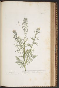 Tallerken 440, fra 