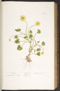 Tallerken 51, Pile-Wort, fra 