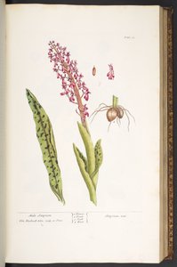 Tallerken 53, Male Satyrion, fra 
