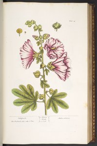 Tallerken 54, Stokroser, fra 