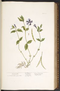Tallerken 59, Periwinkle, fra 