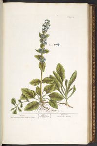 Tallerken 64, Bugle, fra 