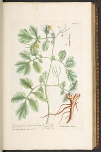 Tallerken 91, Great Celandine eller Yellow Horn Poppy, fra 