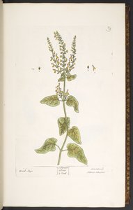 Tallerken 9, Wood Sage, fra 