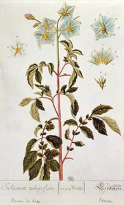 Kartoffelblomster, tallerken fra 