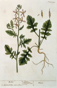 Rocket, plade 242 fra "A Curious Herbal", udgivet i 1782 (farvestik)
