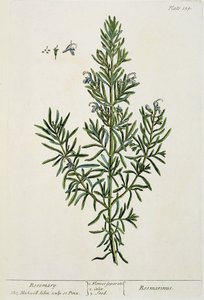 Rosmarinus Officinalis, fra "A Curious Herbal", 1782 (farvestik) af Elizabeth Blackwell