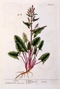 Sorrel, tallerken 230 fra 