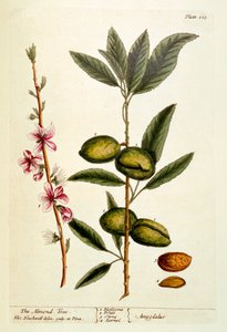 Mandeltræet, planche 105 fra "A Curious Herbal", udgivet i 1782 (farvestik) af Elizabeth Blackwell