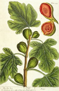 Figentræet, plade 125 fra 