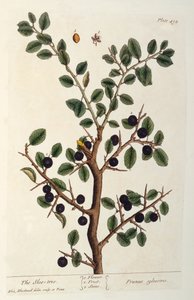 Slåen, planche 494 fra "The Curious Herbal", udgivet i 1782 (farvestik) af Elizabeth Blackwell