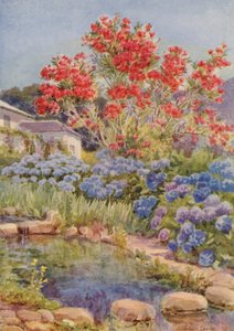 Hortensiaer ved vandet, Bishopscourt, nær Cape Town (farvelitografi)