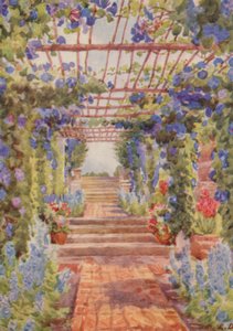 Pergola dækket af blå Ipomoea Learii de Grendel, Tygerberg (farvelitografi)