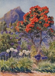 Skarlagenrød blomstrende eukalyptus, nær Cape Town (farvelitografi)