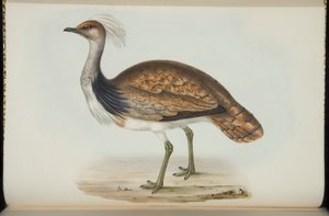 Bustard, fra 