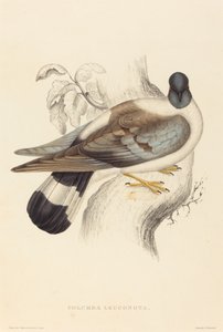 Columba Leuconota (Snedue)