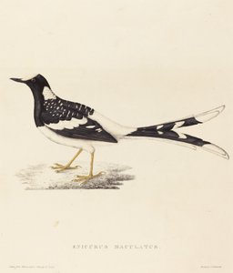 Enicurus Maculatus (plettet gaffelhale)