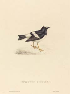 Enicurus Scouleri (lille gaffelhale)