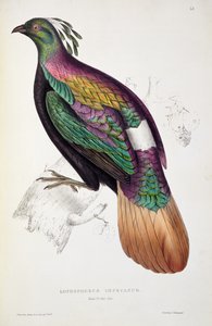 Himalaya Monal Fasan, fra 