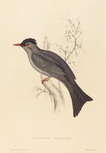 Hypsipetes Psaroides (Sort Bulbul)
