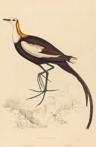 Parra Sinensis (Fasanthale Jacana)